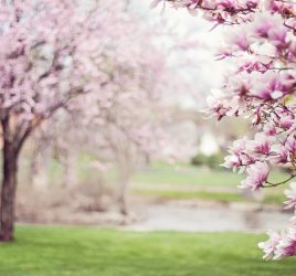 Primavera e speranza per affrontare la stanchezza da pandemia